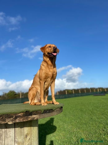 Labrador Retriever dogs Fox Red Labrador Pup's - Expressions of Interest - Advert 8