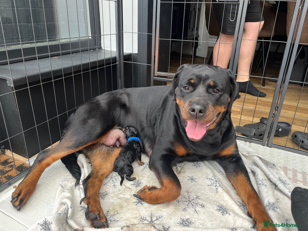 Rottweiler dogs for sale: Purebred Rottweiler Puppy – Ready for Loving Home - Advert 10
