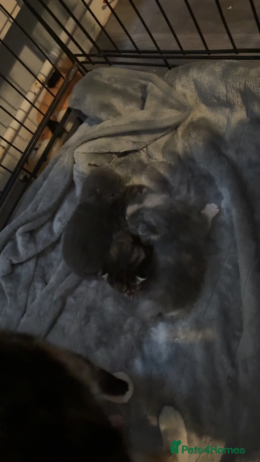 Mixed Breed cats for sale: Kittens for sale  in Burnley - Advert 2