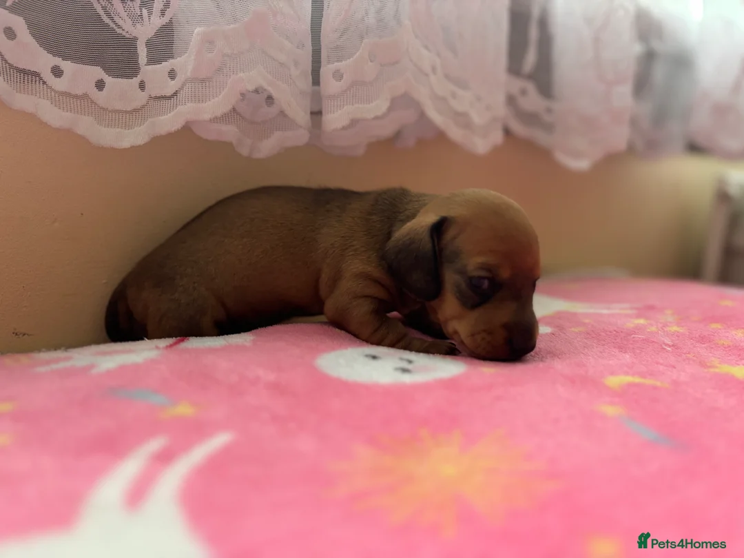 Miniature Dachshund dogs for sale: Miniature dachshund puppies  - Advert 3
