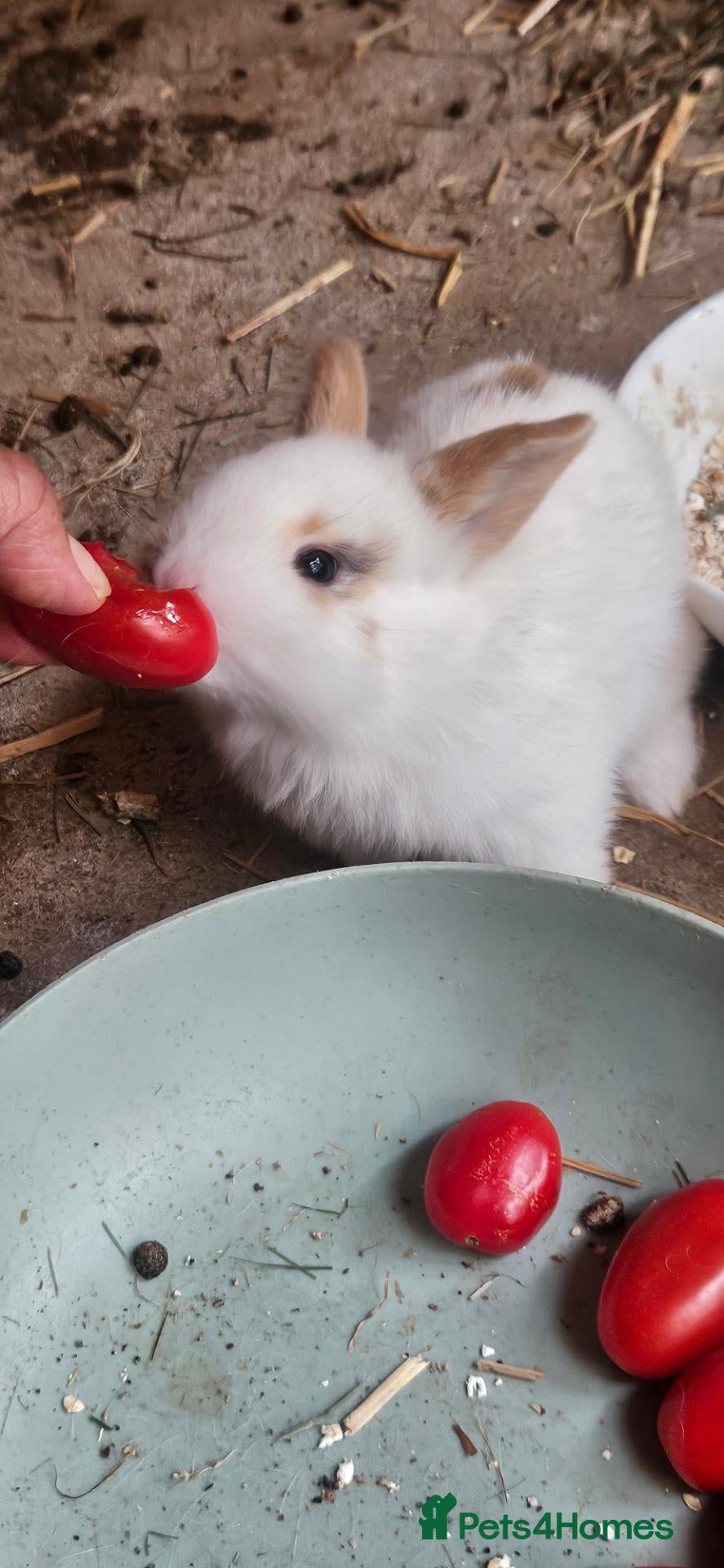 Mixed Breed rabbits They are friendly 🥰 - Advert 23