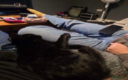 Domestic Shorthair cats for sale: Black kitten  in Sutton-in-Ashfield - Image 1