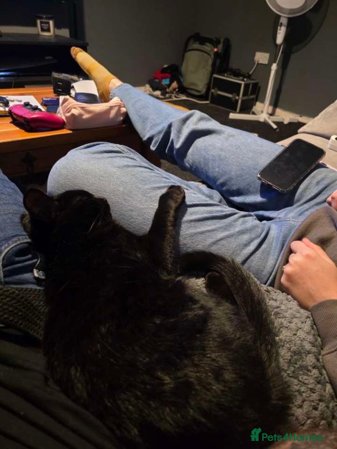 Domestic Shorthair cats for sale: Black kitten  in Sutton-in-Ashfield - Image 1