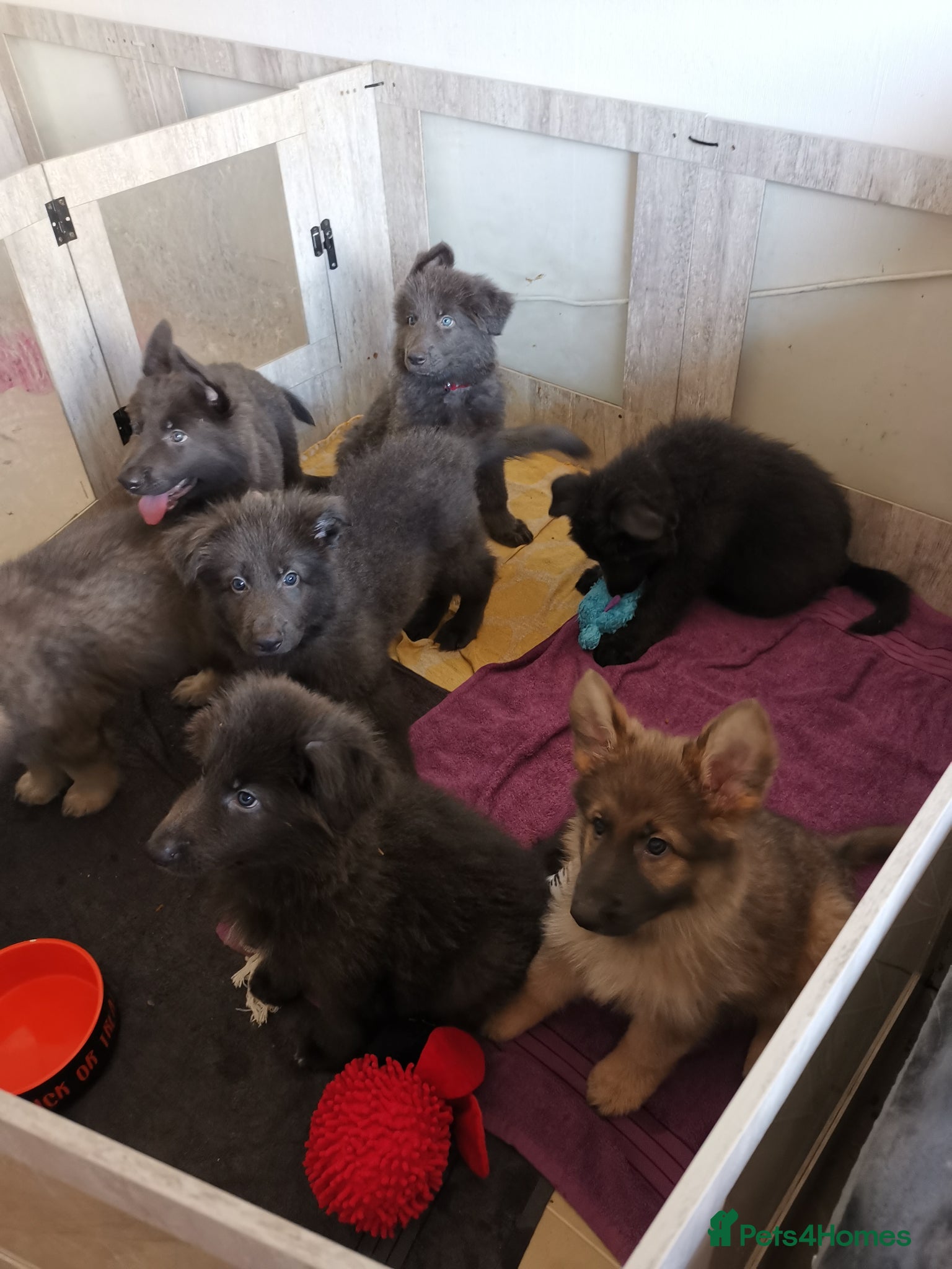 German Shepherd dogs 💙🐾 Rare Blue & Isabella German shepherd puppies  - Advert 1