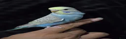 Budgerigars birds for sale: Hand tamed baby budgies for sale  - Advert 2