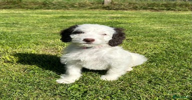 Sproodle dogs - Advert 1