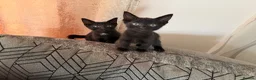 Mixed Breed cats for sale: Beautiful kitten - Advert 4
