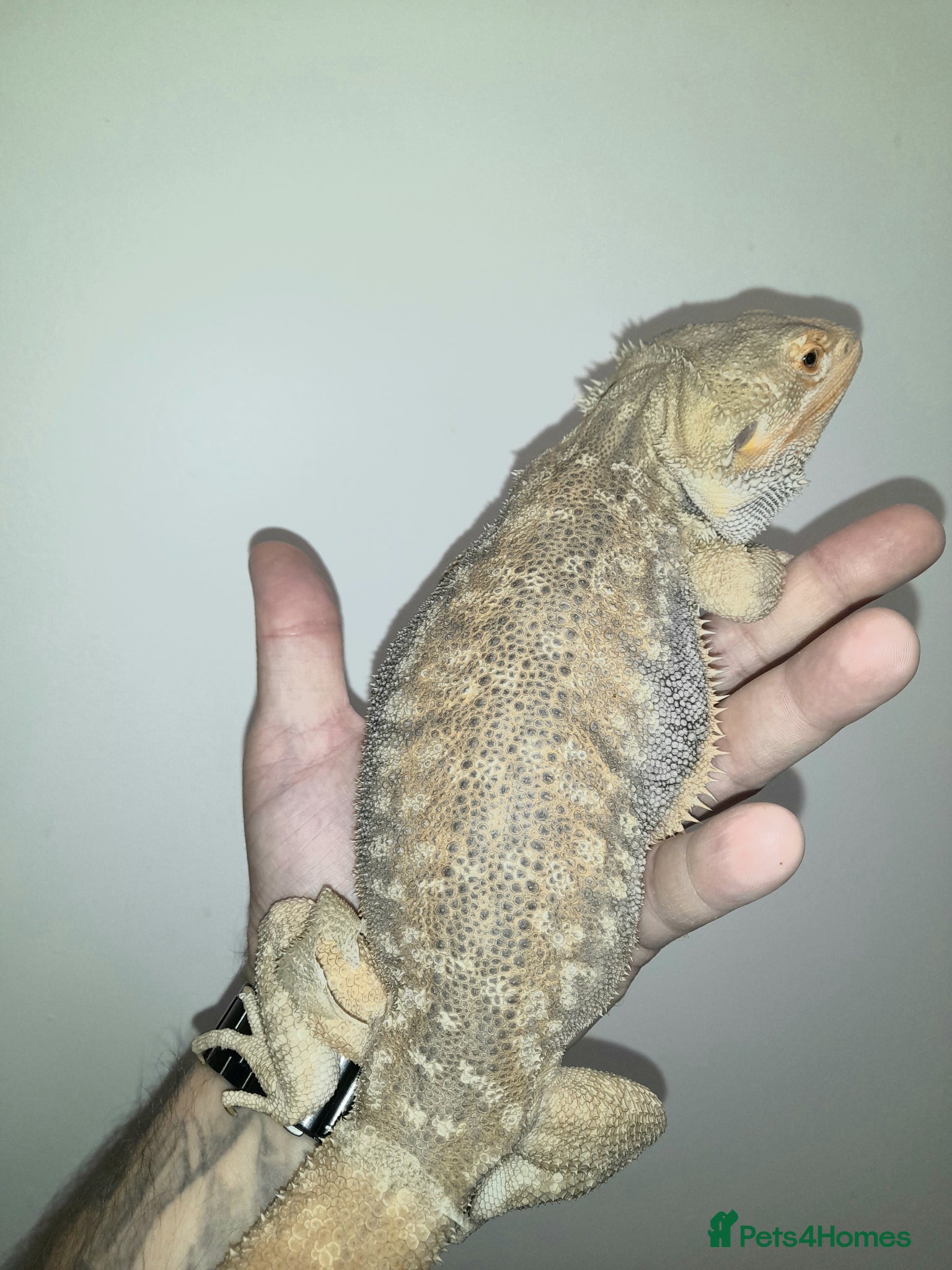 Bearded Dragon reptiles MALE PROVEN BREEDERS FOR SALE - Advert 2