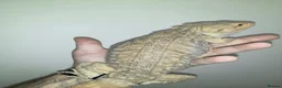 Bearded Dragon reptiles for sale: MALE PROVEN BREEDERS FOR SALE - Advert 2