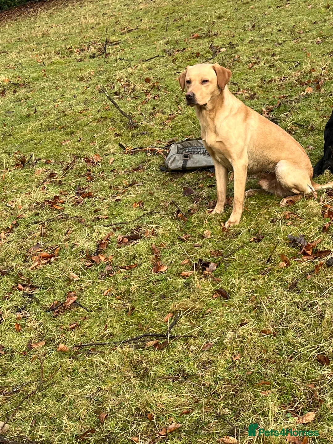 Labrador Retriever dogs for stud: KC & FULLY HEALTH TESTED DOG  in Holmfirth - Advert 7