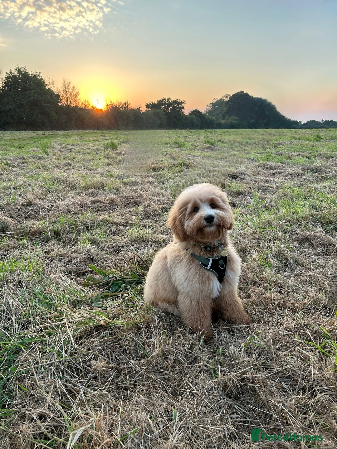 Mixed Breed dogs for sale: 18 month old, Family raised, Male Sheepadoodle - Image 4
