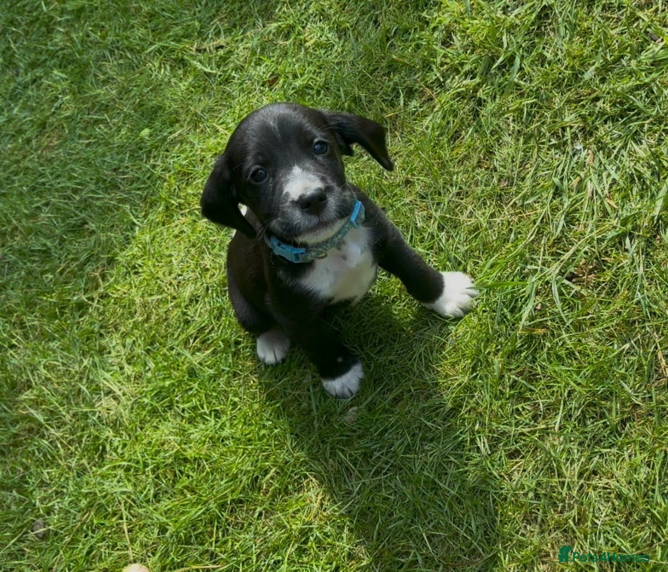 Cockerdor dogs LAST 2 BOYS Working Cockador Pups chocolate black  - Advert 2