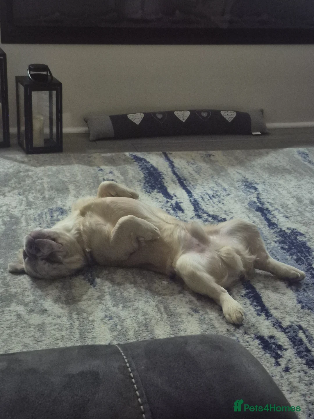 French Bulldog dogs for sale: Fluffy French bulldog in Rotherham - Advert 3
