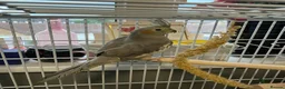 Cockatiels birds for sale: Cockatiels and cage for sale in Feltham - Advert 6