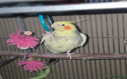 Cockatiels birds for sale: Fully tamed talking bird - Image 1