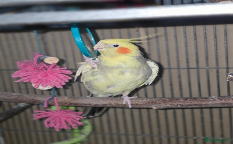 Cockatiels birds - Advert 3