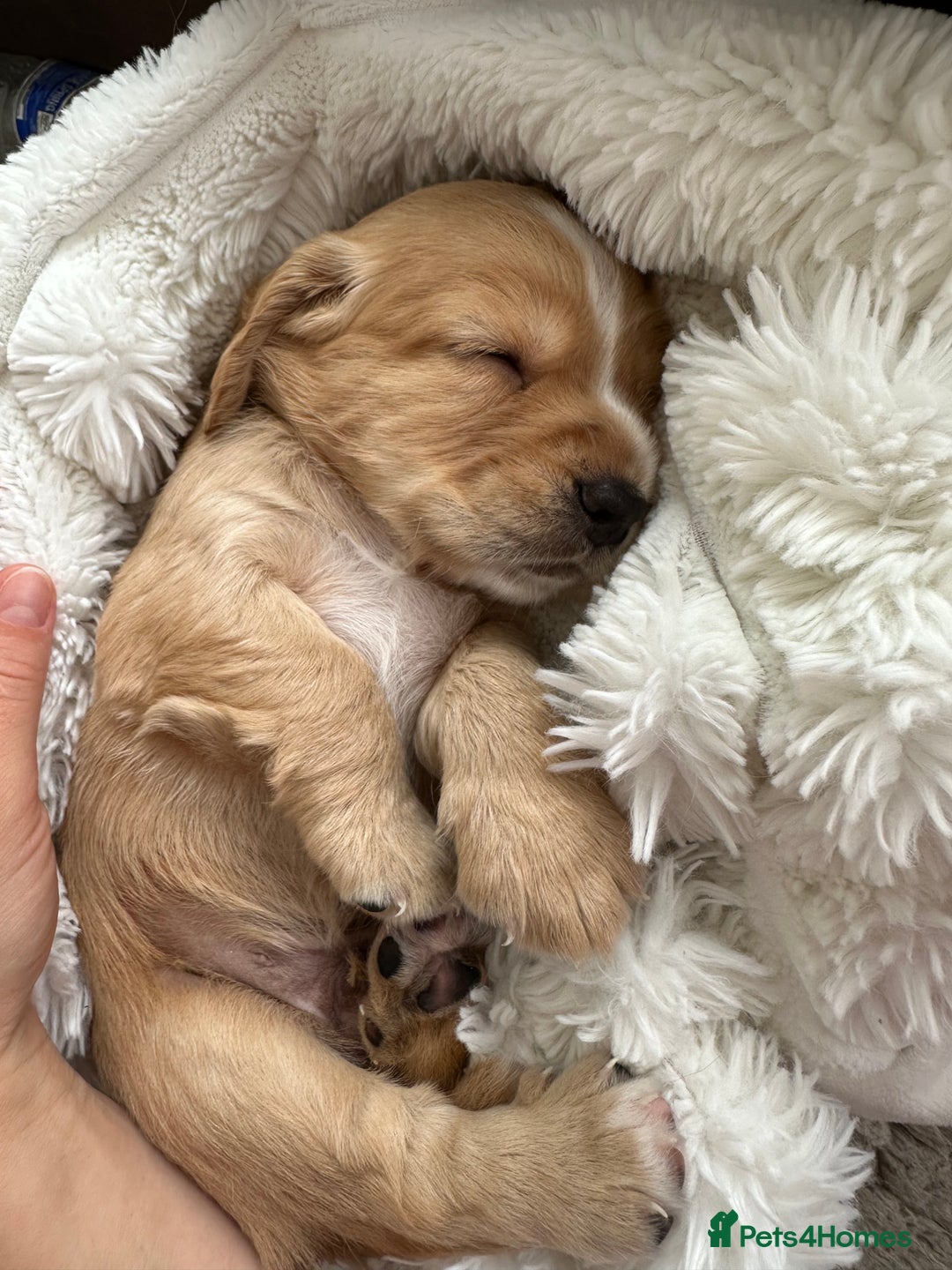 Cocker Spaniel dogs for sale: KC Registered working Cocker Spaniel Puppies  - Image 9