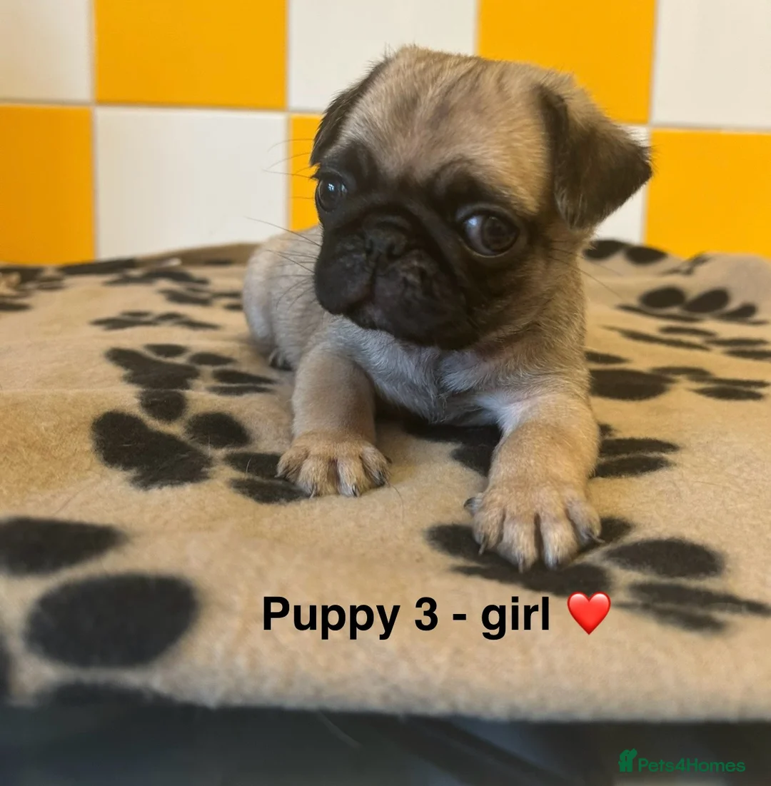 Pug dogs for sale: Stunning pug puppies  - Advert 11