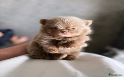 Pomeranian dogs for sale: ✨NEW LOWERED PRICE✨ Pomeranian puppies 🐶  - Image 26