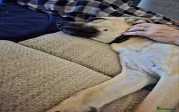 Mixed Breed dogs for adoption: Rocco - Norwich Norfolk  - Image 9