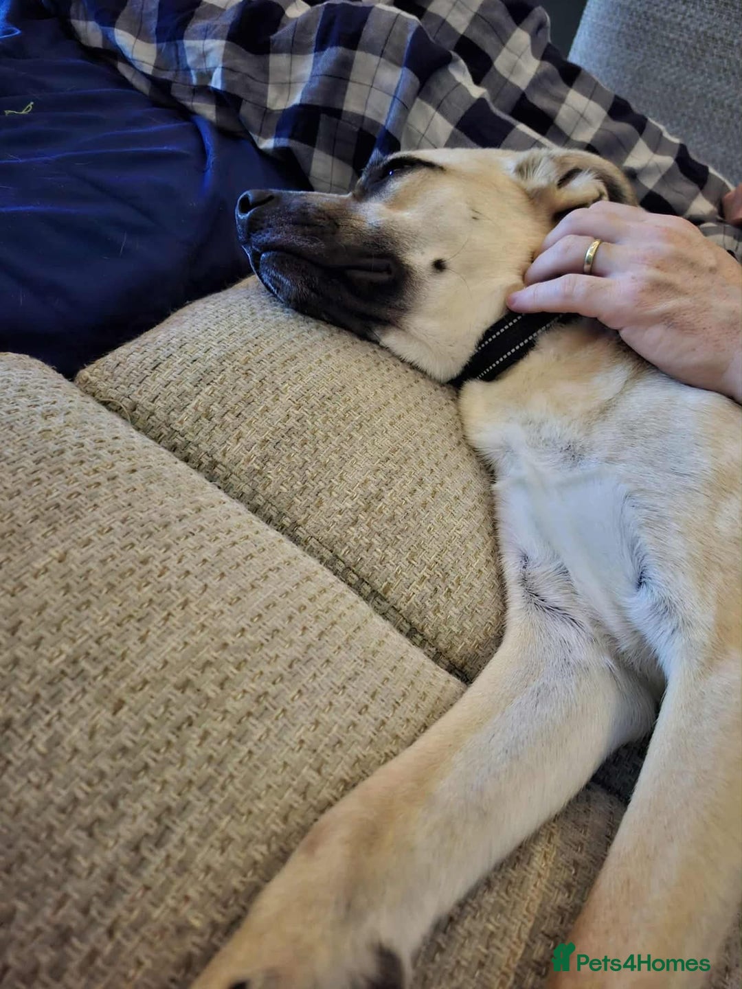 Mixed Breed dogs for adoption: Rocco - Norwich Norfolk  - Image 9