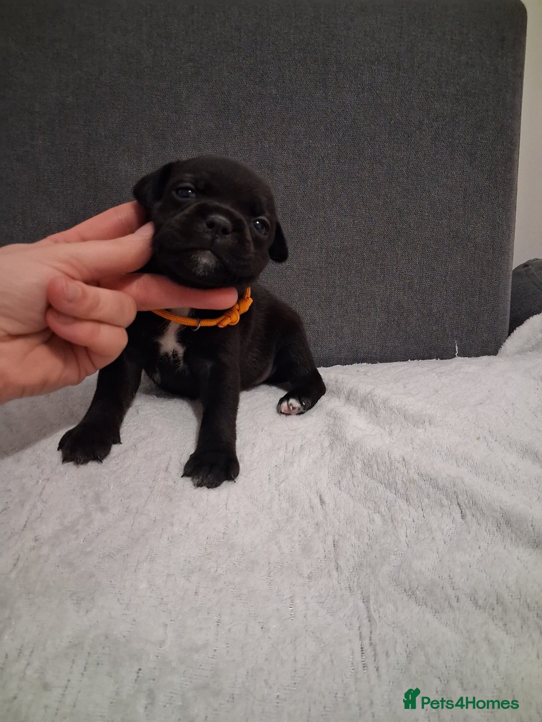 Staffordshire Bull Terrier dogs for sale: Show quality Staffordshire Bull Terrier - Advert 18