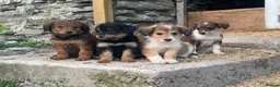 Bordoodle dogs for sale: Bordoodle 2 is the only remaining pup - Advert 1