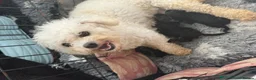 Cavapoochon dogs for sale: Stunning Cavapoochon  - Advert 6