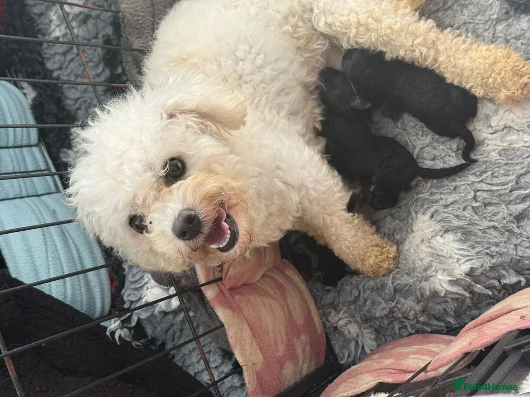 Cavapoochon dogs for sale: Stunning Cavapoochon  - Advert 6