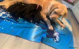 Labrador Retriever dogs for sale: Labrador puppys - Image 15