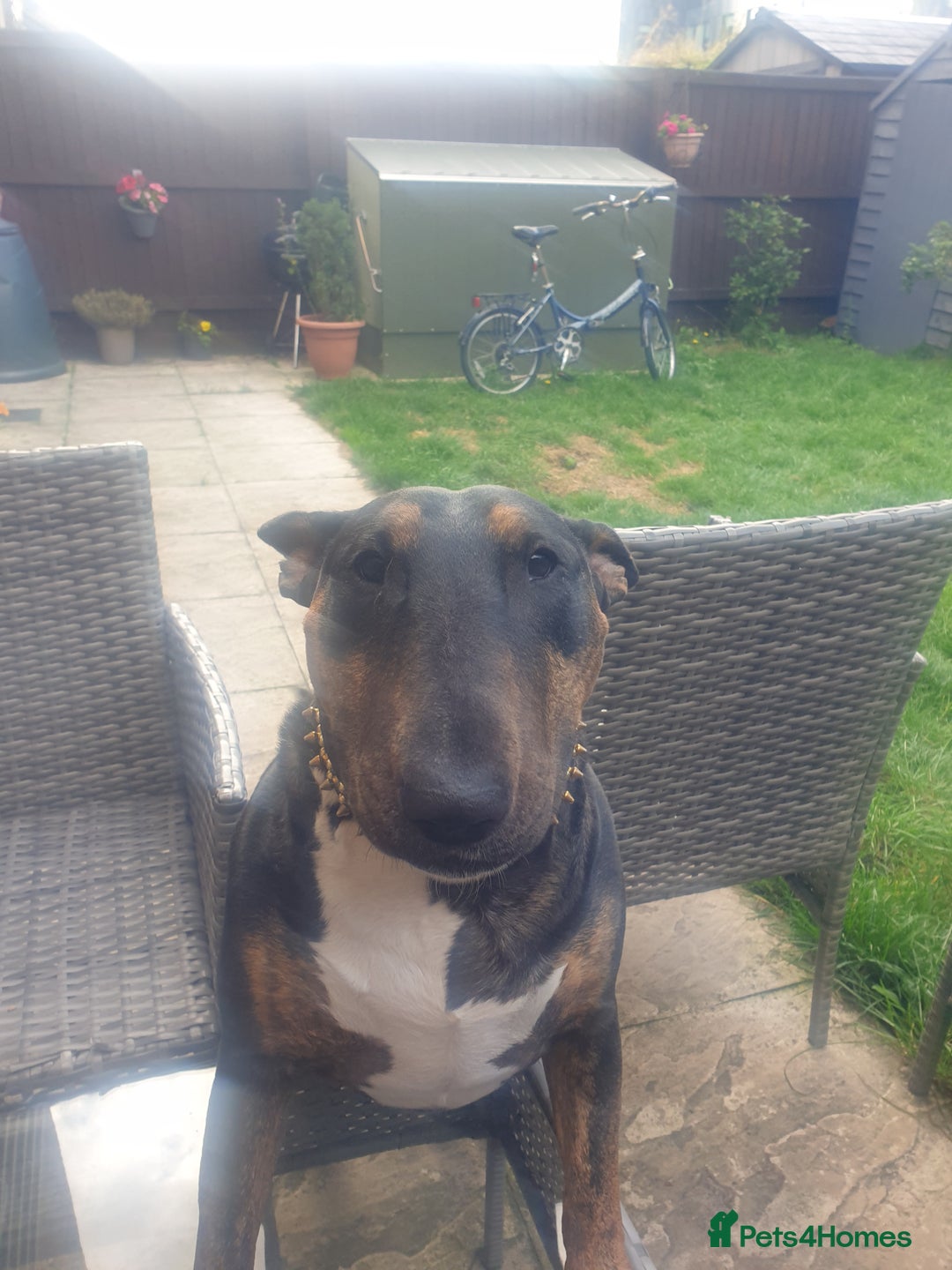 English Bull Terrier dogs for sale: Bull Terriers Seeking Forever Homes - Advert 2