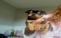 Chihuahua dogs for sale: 2 boys looking for there forever homes - Image 5