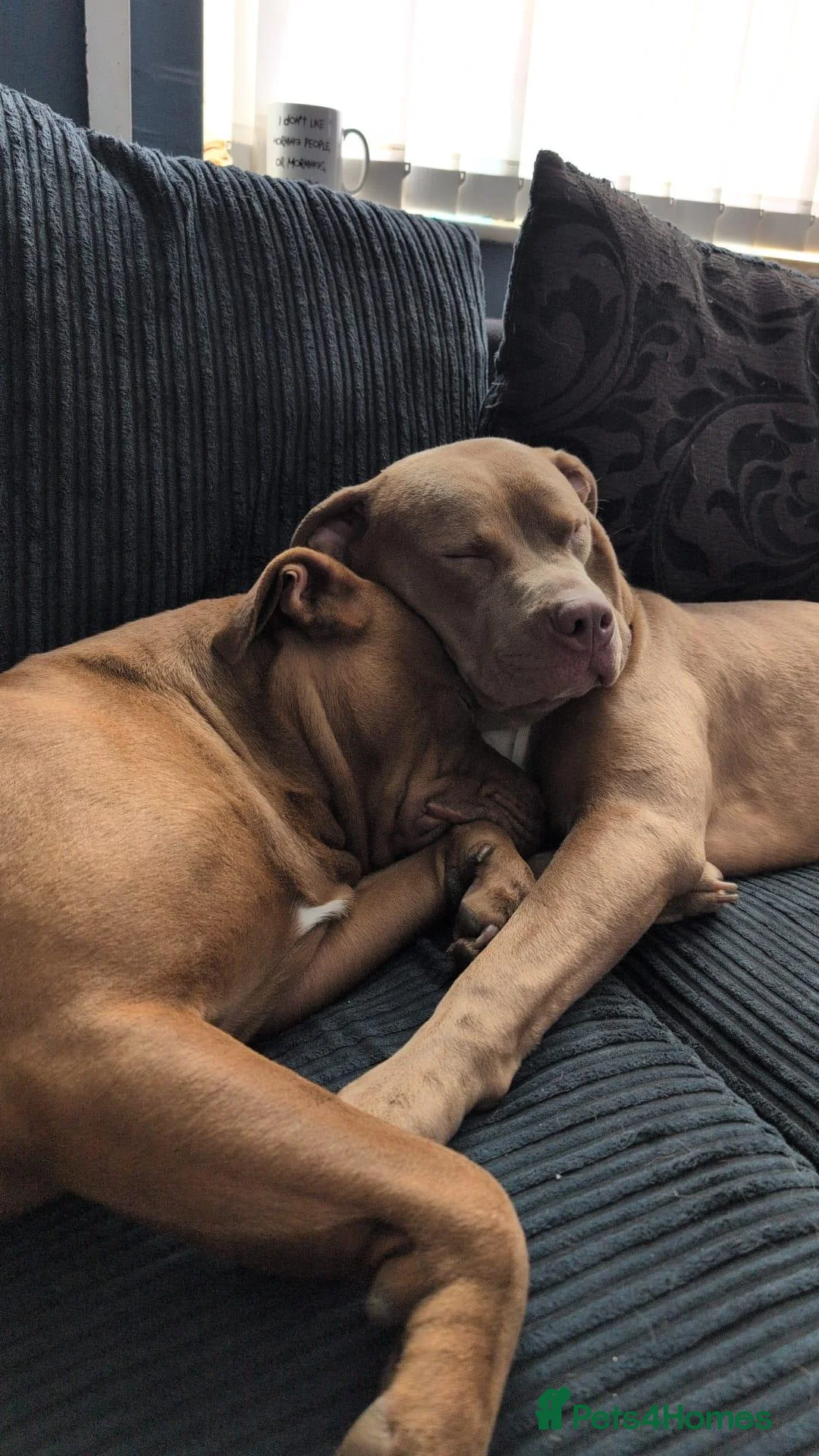 Mixed Breed dogs for sale: Dogs for rehoming  in South Shields - Advert 1