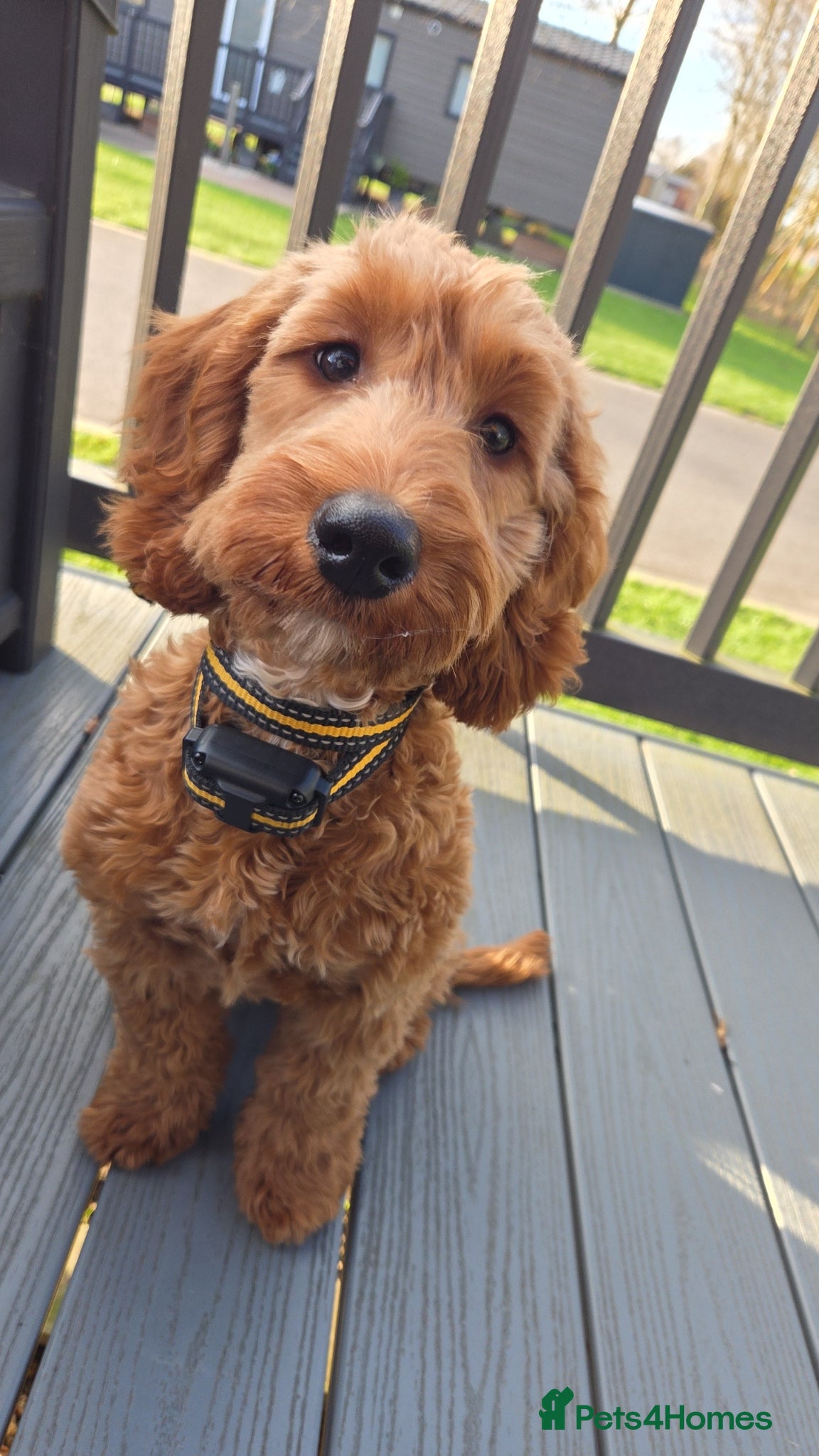 Cockapoo dogs Cockerpoo puppy - Advert 1