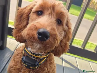 Cockapoo dogs Cockerpoo puppy - Advert 1