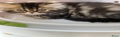 Persian 4