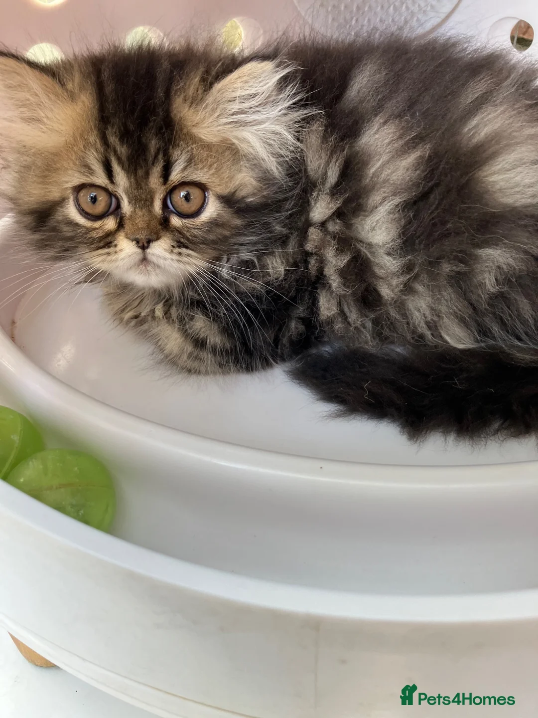 Persian cats for sale: Registered Pure Persian Kittens  - Advert 10