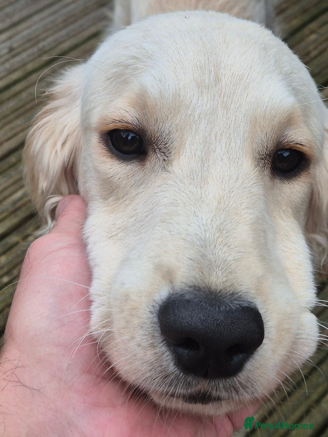 Golden Retriever dogs for sale: Golden retriever 10 months old - Advert 13