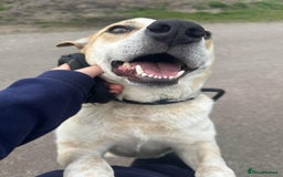 Mixed Breed dogs for adoption: Meet Barry,currently residing in Cheshire  - Image 10