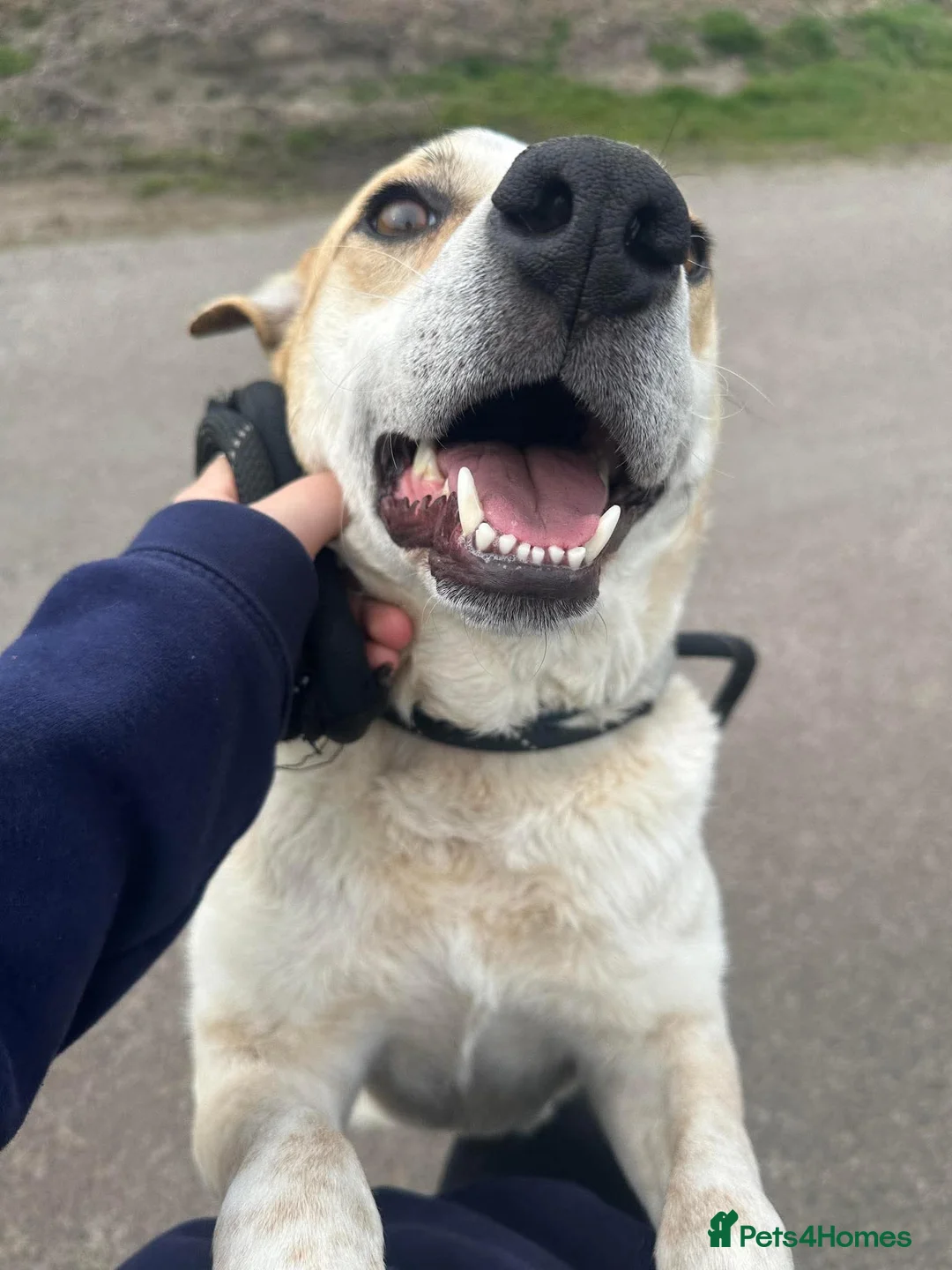 Mixed Breed dogs for adoption: Meet Barry,currently residing in Cheshire  - Advert 10