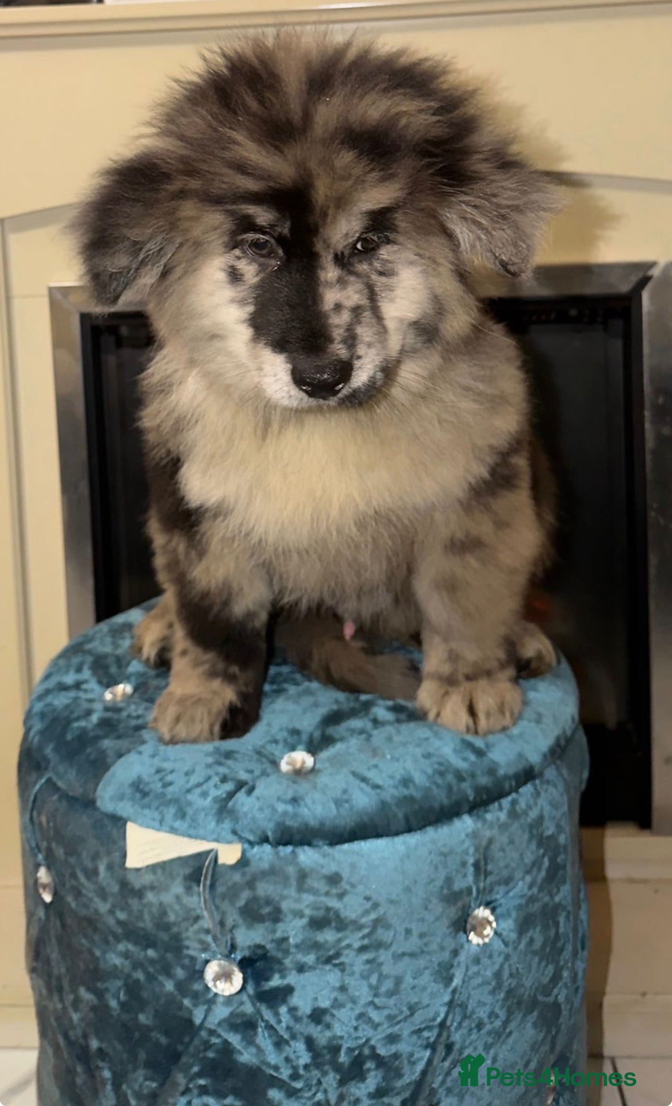 Mixed Breed dogs 🧸CHOW SHEPHERDS🧸 little bears ready now! - Advert 2