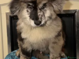 Mixed Breed dogs 🧸CHOW SHEPHERDS🧸 little bears ready now! - Advert 2
