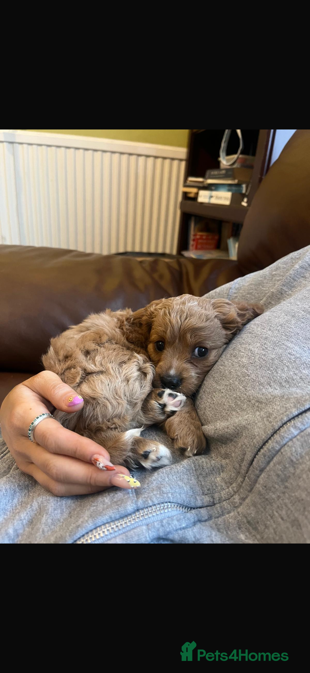 Cavapoo dogs for sale: Beautiful litter of F2 Cavapoo puppies - Advert 2