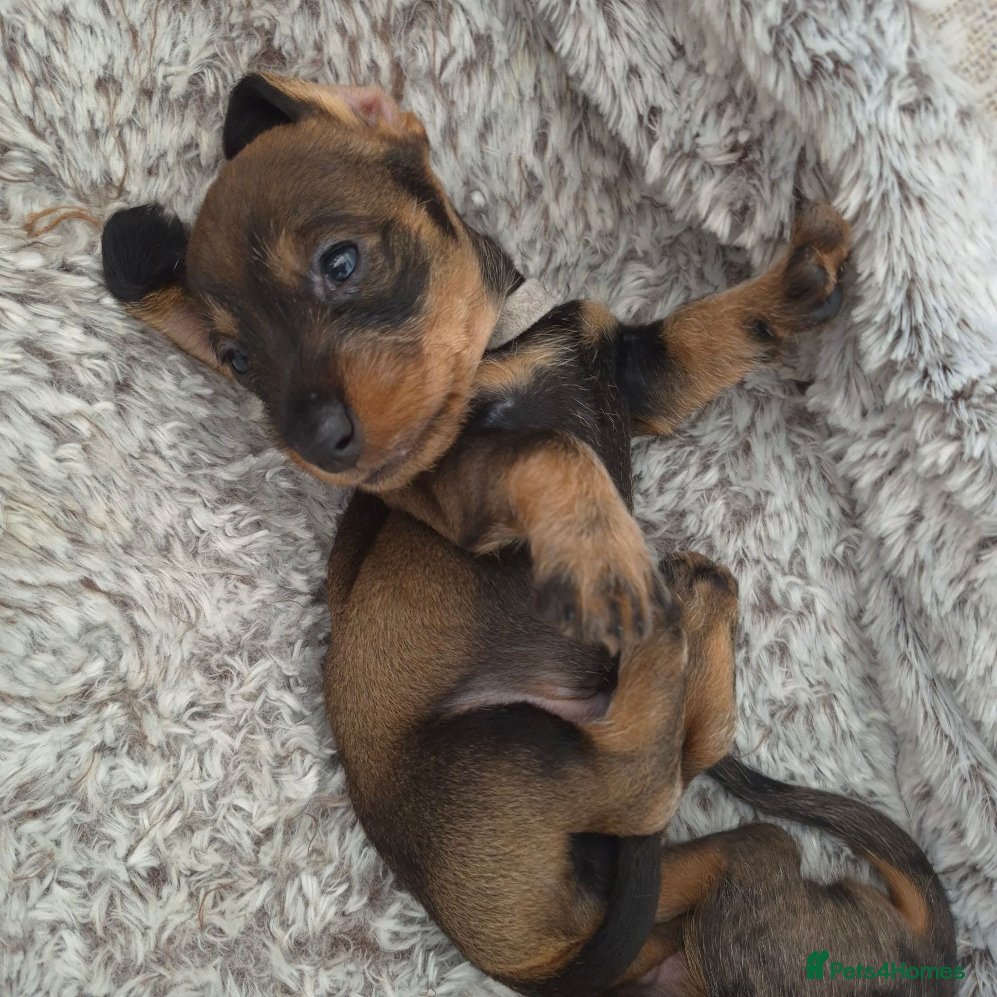 Dachshund dogs Miniature wire dachshund puppies - Advert 1