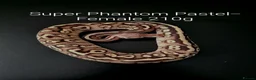 Python Snake reptiles for sale: Juvenile Ball Pythons in Manchester - Advert 2