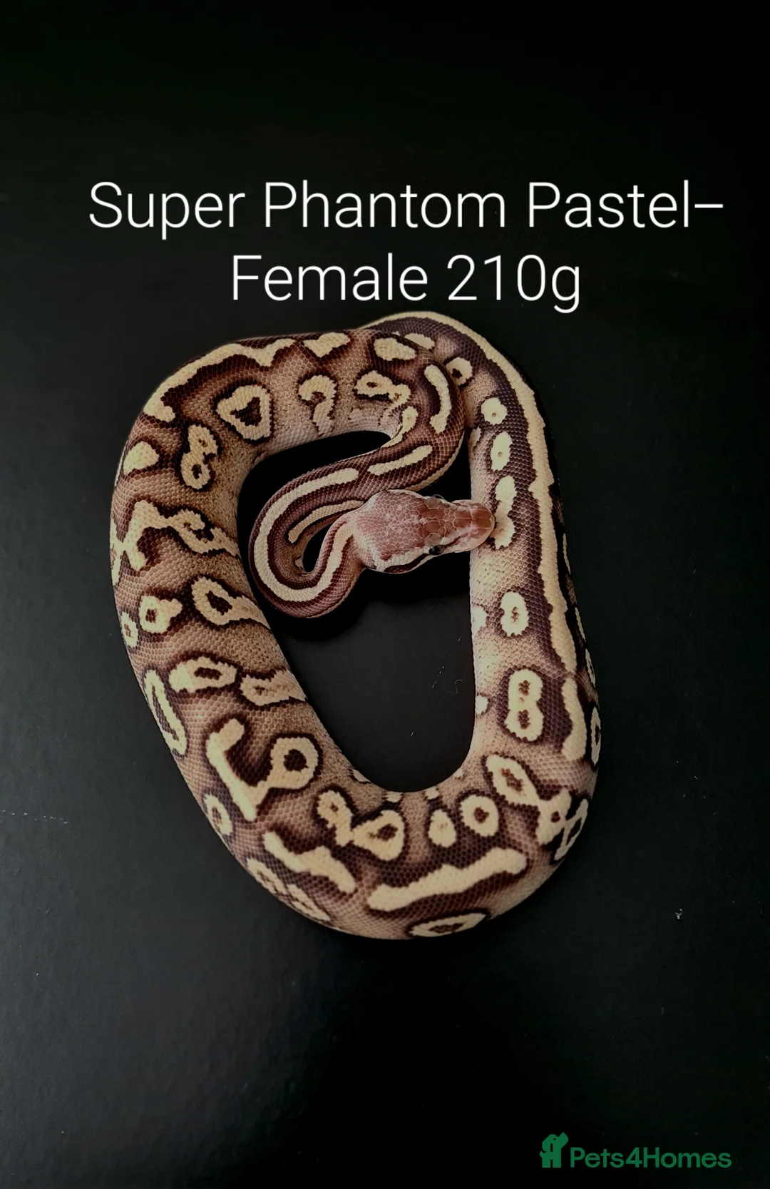 Python Snake reptiles for sale: Juvenile Ball Pythons in Manchester - Advert 2