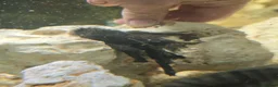 Cichlids fish for sale: Fish for sale in Milton Keynes - Advert 10
