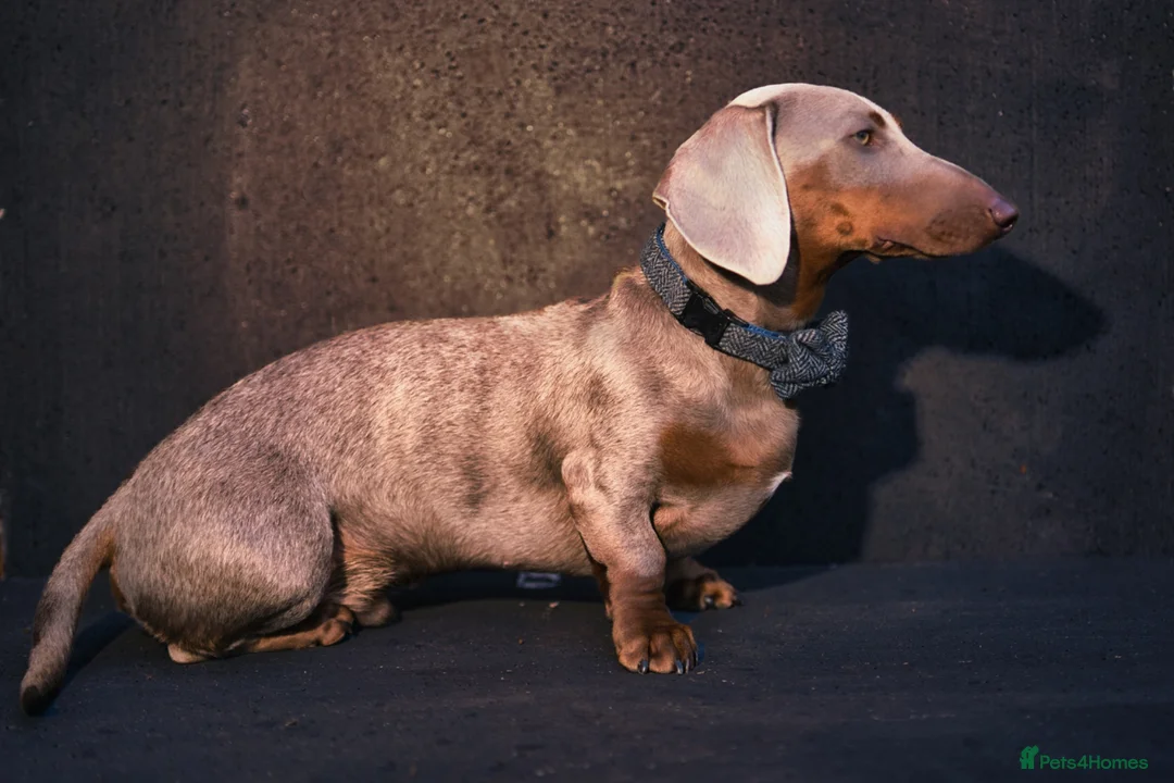 Miniature Dachshund dogs for stud: Isabella and tan Miniature Dachshund for stud in Bracknell - Advert 2