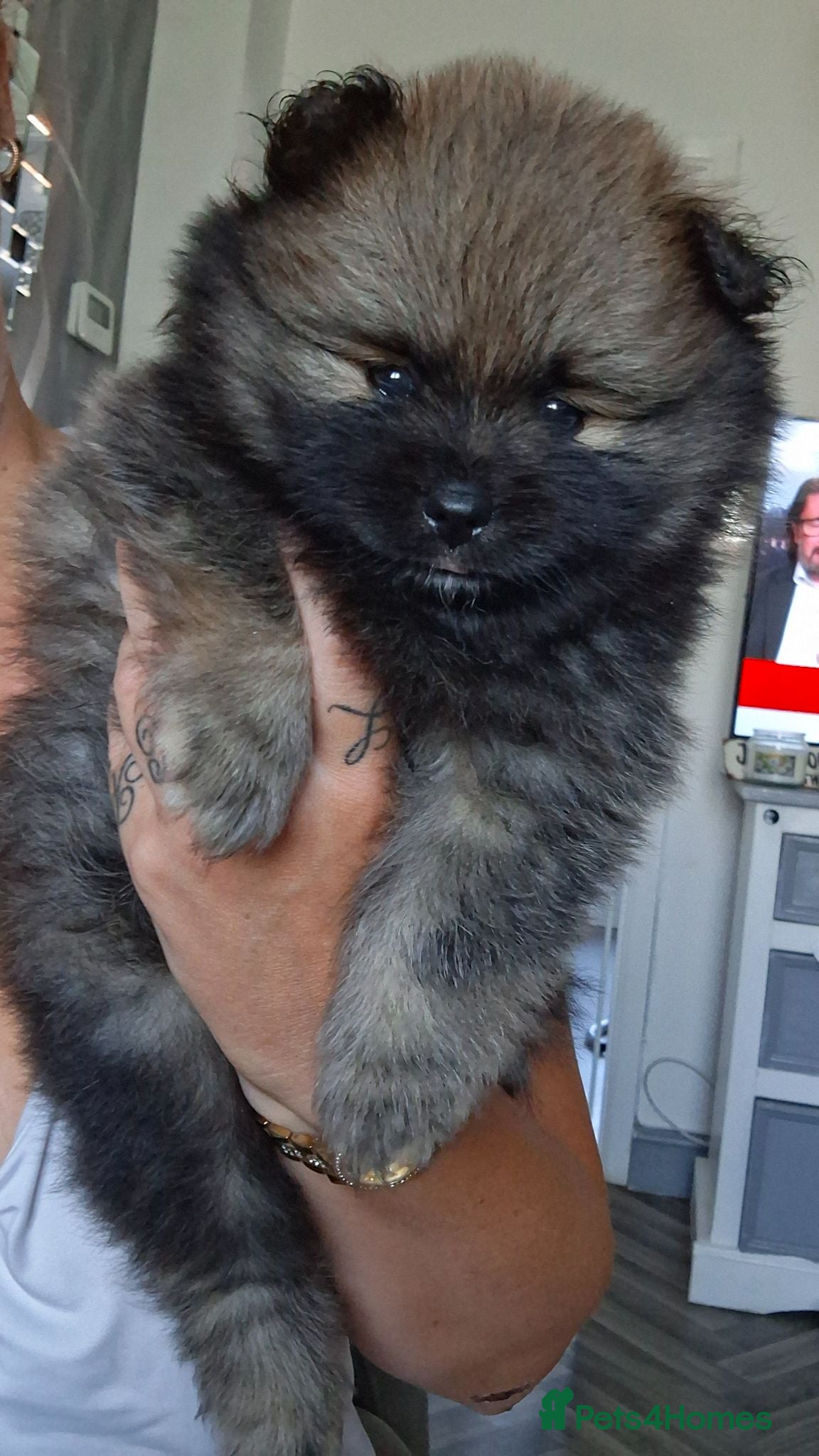 Pomeranian dogs 2 beautiful pom boys waiting for 4ever homes🥰 - Advert 18