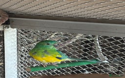 Parakeets birds for sale: Red rump parakeets  - Image 5